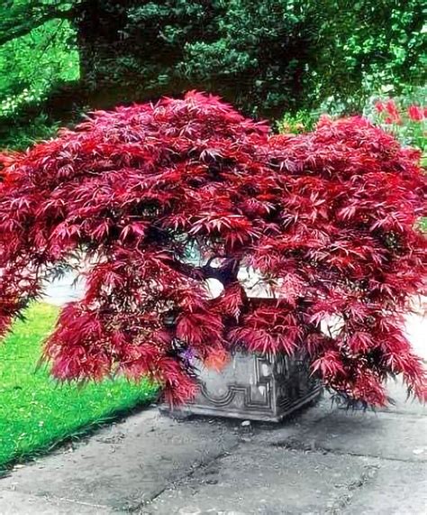 Crimson Queen Japanese Maple — Affordable Trees