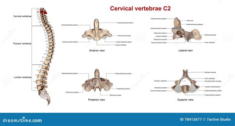 Cervical Vertebrae C2 Stock Illustration Illustration Of Backbone