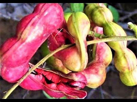 We did not find results for: Khai Babla plant | খই বাবলা | জিলাপি ফল কি? | Gum arabic ...