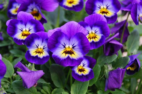 How To Grow And Care For Violas