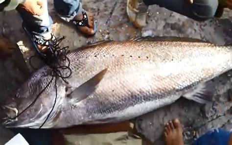 فلبيني يصطاد سمكة عملاقة صحيفة الوطن