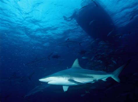 Shark Finning Why Its Bad And What You Can Do About It