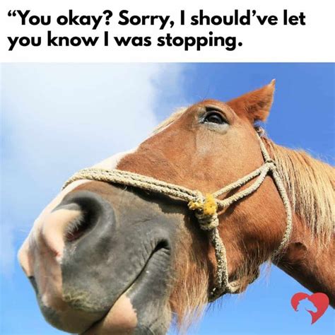 Horse Meme Template