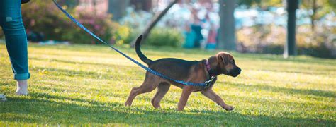 Ever since it was expanded in 2015, the chicago riverwalk has become a popular destination for locals and tourists alike. The Best Places to Walk your Dog in London | Groomarts