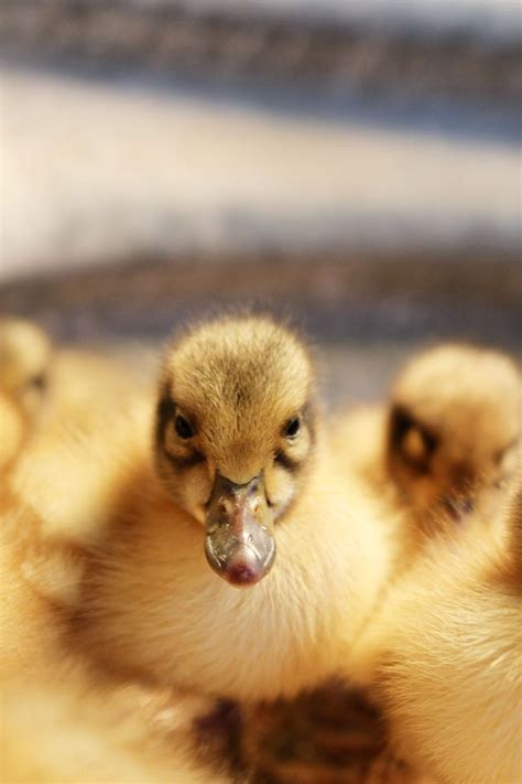 We Have Welsh Harlequin Ducklings Ducklings Cutest Thing Ever Animals