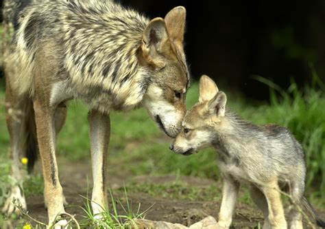 Mating Habits Gray Wolf