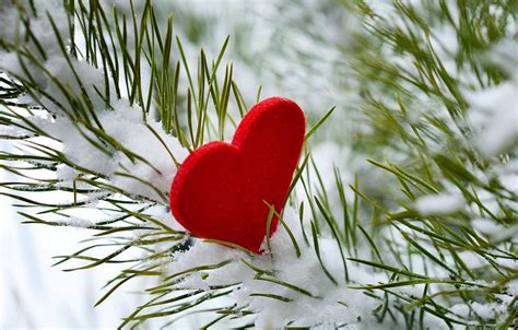 Обои зима снег любовь дерево сердце Love I Love You Heart