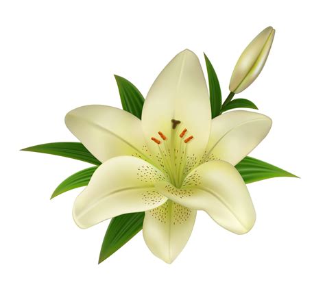 White Lily Flower PNG Transparent Png