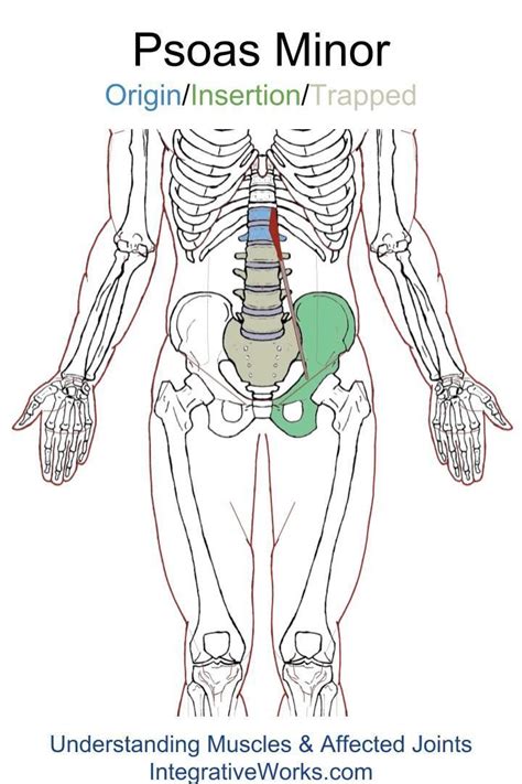 Anatomy of the groin area superficial muscles deep muscles rectus abdominis external oblique inguinal ligament tensor. Groin - Trigger Point Pain에 있는 핀