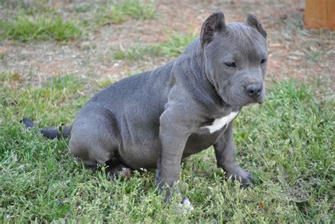 At clasepitbulls we produce dogs with xl muscular frames, high drive and excellent temperaments. Photos Pitbull Dogs - Perros Pitbull - Hot Bollywood and ...