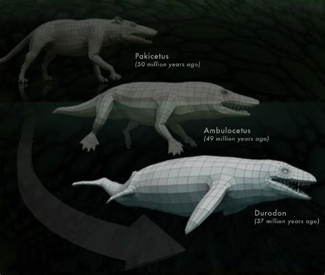 Whale Evolution The Walking Whale Timeline Timetoast Timelines