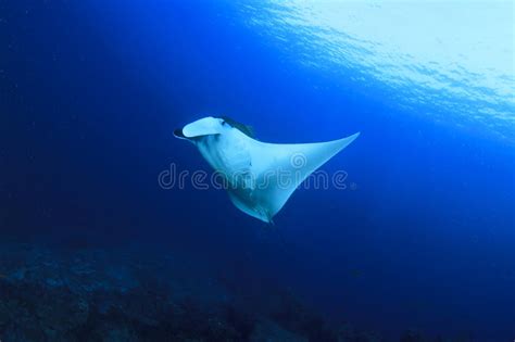 Manta Ray Stock Image Image Of Thailand Islands Pacific 47895691