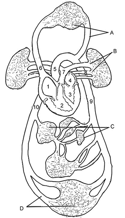 Label The Circulatory System