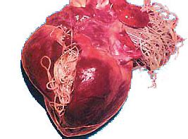 Do cats get heartworm like dogs do? Of Heartworm and Humans - All About Worms
