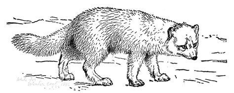 Realistic Arctic Fox Coloring Page Colouringpages