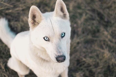 For the most part, they'll weigh less than 25 pounds and shorter than 16 inches to the shoulder. 17 Big White Dogs: Majestic Large White Dog Breeds