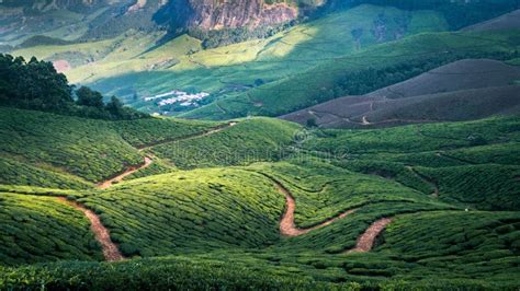 Munnar Landscape Mountain And Tea Estate From South India Kerala Stock