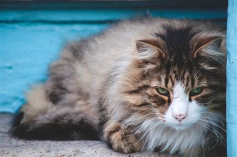 Maybe you would like to learn more about one of these? Why is my cat vomiting undigested food hours after eating ...