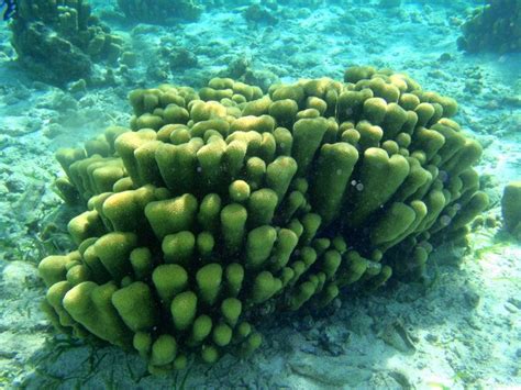 Pillar Coral Belize