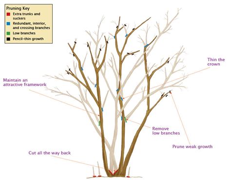 Properly Prune Your Crape Myrtle For A Single Stem Multi Stem Or