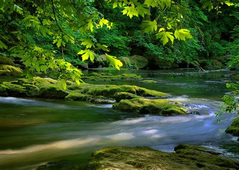 Hd Wallpaper Water Nature River Trees Flow Creek Rapid Swift