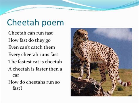 Like most cats, they can run fast, but ocelots are expert climbers, and would certainly take to the trees if danger threatened. Cheetahs