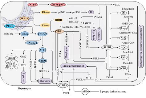 Figure 1 From Targeting Endoplasmic Reticulum Stressthe Responder To