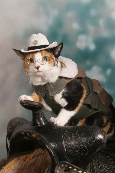 Cowboy Hats For Cats Scatrey