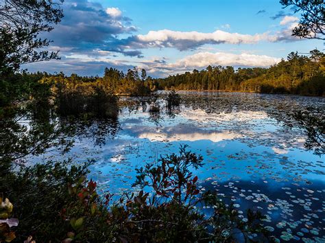 Beaver Pond Pine Lands Nj Photograph By Louis Dallara