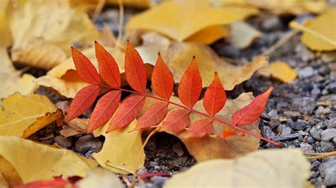 Download Wallpaper 1920x1080 Leaf Leaves Autumn Red Yellow Full Hd
