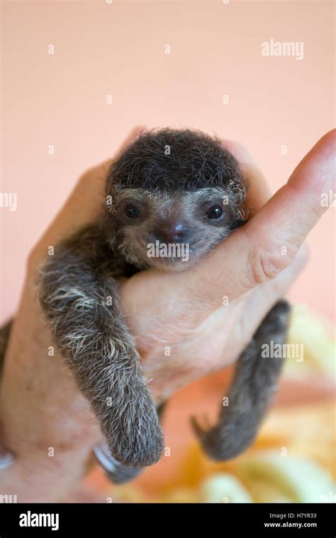Brown Throated Three Toed Sloth Bradypus Variegatus Two Day Old