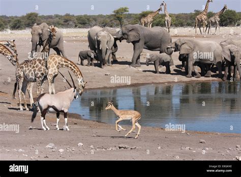 Elephants Giraffes Oryx Drinking At Watering Hole Namibia Stock