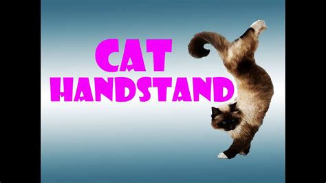 Funny Cat Video Cat Handstand Youtube