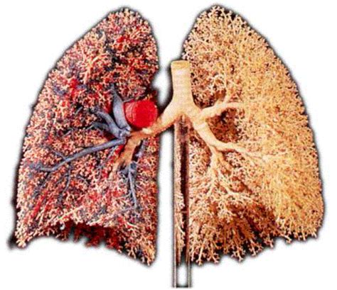 Équence sur la respiration cm 1 ce qcm permet d'évaluer les élèves sur les organes respiratoires, les mou. BLOG DE M.DOUZANT ( Ex CM 1) / BIENVENUE / WELCOME ...