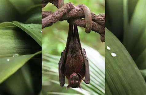 Vampire Bat Description Habitat Image Diet And Interesting Facts