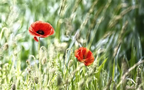 field, Poppies, Nature Wallpapers HD / Desktop and Mobile Backgrounds