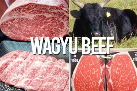 Our focus is on the famous wagyu beef genetics and quality husbandry provided by quality producers. Ulama Malaysia Haramkan Daging Sapi Wagyu, Yoga dan Kopi ...