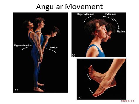 Ppt Synovial Joint Movements Powerpoint Presentation Free Download