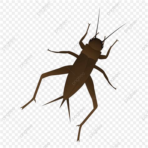 Insect Cricket Clipart Hd Png Original Cartoon Vector Insect Cricket
