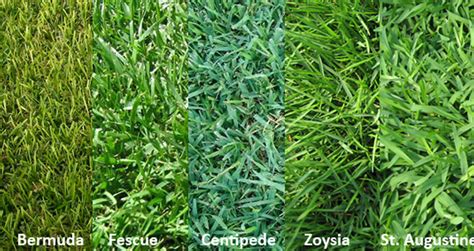Types Of Grass Cameron S Inc