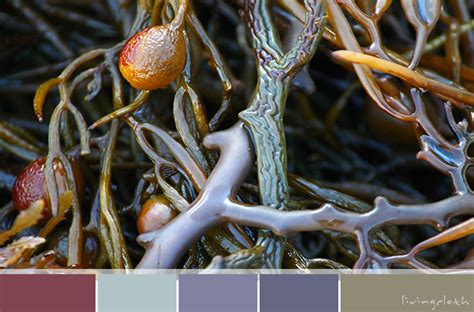 Seaweed You Can Find Inspiration Everywhere Via