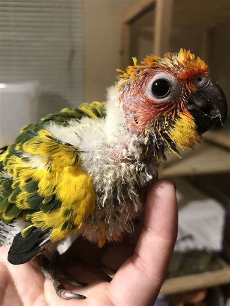Sun Conure Birds For Sale | South Elgin, IL Conure Bird, Sun Conure