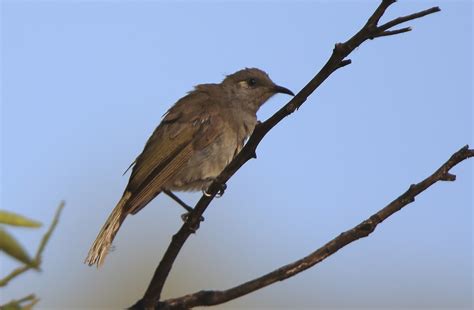 Richard Warings Birds Of Australia Backyard Bird List