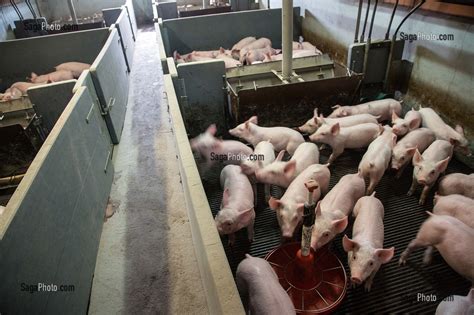 Photo De Jeunes Cochons Elevage De Porcs En Batterie Eure Et Loir 28