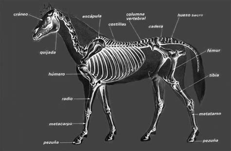 Artrologia Alguns Ossos Do Esqueleto De Um Equino