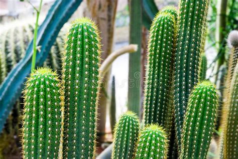 Tropical Green Cactus Cacti Stock Image Image Of Macro Arizona