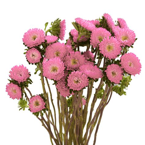 Please contact us with your event inquiries. Best Pink Aster Matsumoto Flowers | GlobalRose