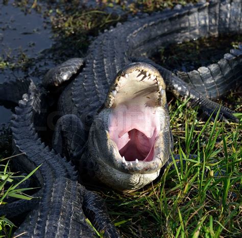Alligator With Open Mouth Stock Image Colourbox