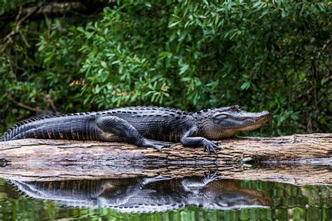 How Many Alligators Live In Floridas Lake Seminole A Z Animals