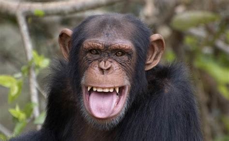 Us Government Ends Research On All Chimpanzees
